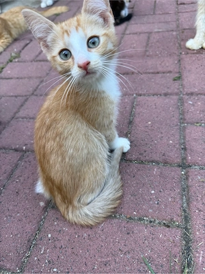 katzen junge abzugeben 