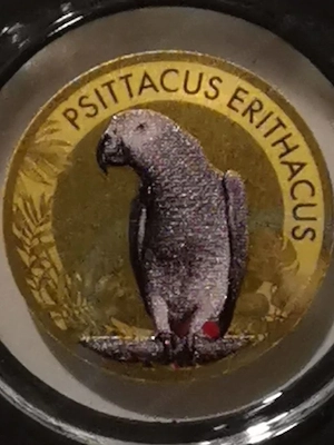 Goldmünze Papageien "Graupapagei" 1 1000 oz 999er Feingold mit Zertifikat