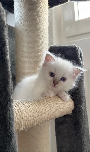 Heilige Birma Kitten 