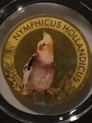 Goldmünze Papageien "Nymphensittich" 1 1000 oz 999er Feingold mit Zertifikat