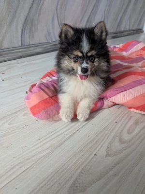 Bildhübsche Pomsky's