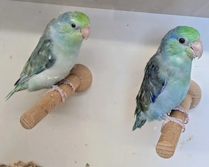 Blaugenick-Sperlingspapageien