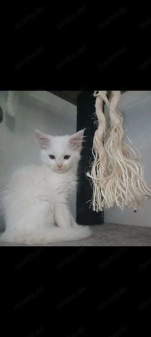 Typvolle Maine Coon Kitten