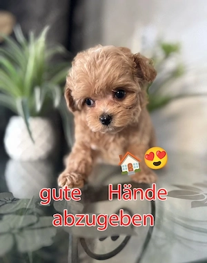 Ich gebe dieses süße kleine Schätzchen in vertrauenswürdige Hände (siehe Beschreibung)