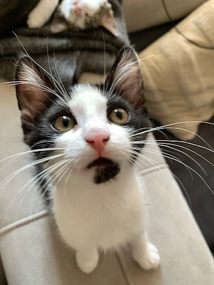 Unsere bkh mix(kater)-Norwegische waldkatze mix (katze), kitten suchen ein für immer zuhause !    Bild 3
