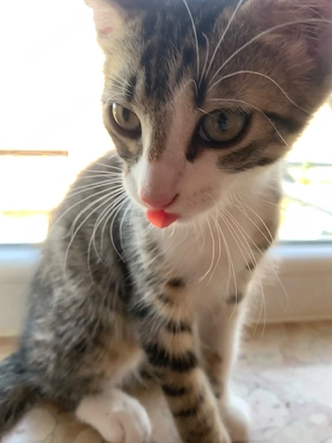 Unsere bkh mix(kater)-Norwegische waldkatze mix (katze), kitten suchen ein für immer zuhause !    Bild 1