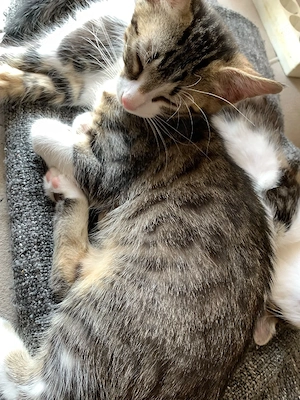 Unsere bkh mix(kater)-Norwegische waldkatze mix (katze), kitten suchen ein für immer zuhause !    Bild 5