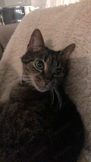 Unsere bkh mix(kater)-Norwegische waldkatze mix (katze), kitten suchen ein für immer zuhause !    Bild 8