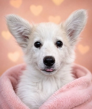 Elvis - kleiner Rockstar sucht seine Bühne!