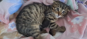 Katzenbaby " Dino "