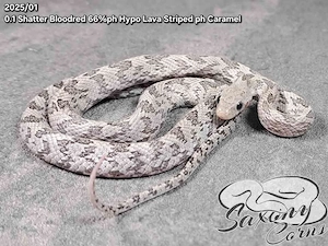 Kornnatter 0.1 Shatter Bloodred ph Hypo Lava Striped 