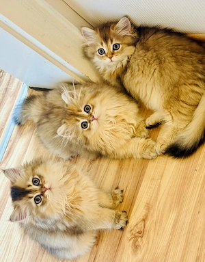 Wunderschöne British Longhair (BLH) Kätzchen suchen ein liebevolles Zuhause 