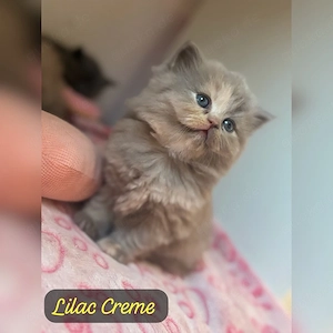 bezaubernde Kitten suchen ihr Für-immer-Zuhause