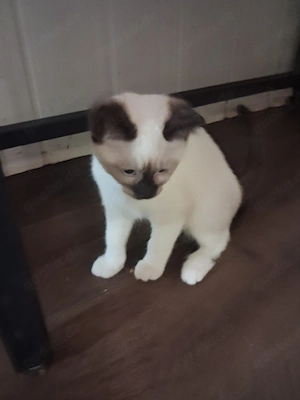 Kitten suchen ein Zuhause 