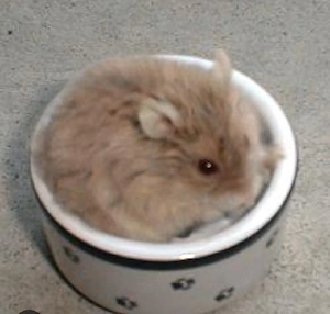 satin hamster 