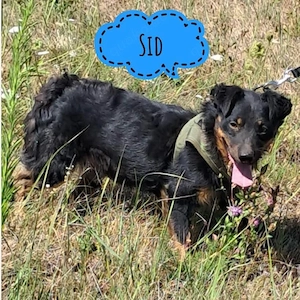 Sid, fröhlicher und aktiver Dackel   Jagdterrier Mix