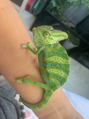 Jemenchamäleon Chamaeleo Calyptratus