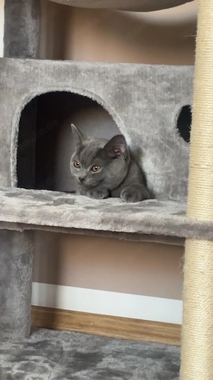 BKH Kater 