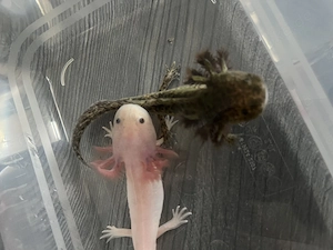 Super süße Axolotl abzugeben 