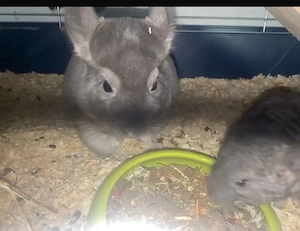 2 chinchilla damen mama und tochter 