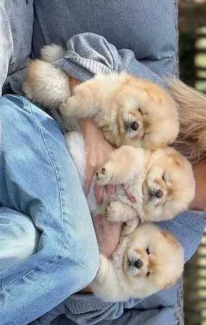 Chow chow welpen
