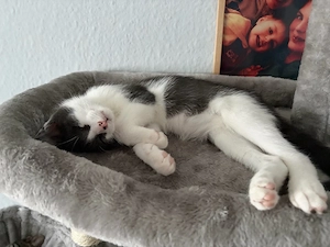 Kater zu verkaufen 