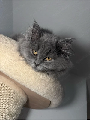 Britisch langhaar Kitten
