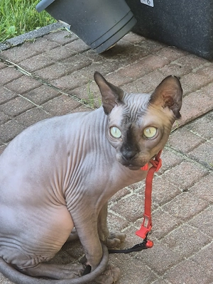 Junger Kater 1,5 Jahre, sucht liebevolles neues Zuhause