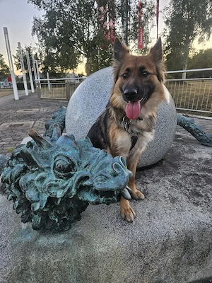    Deckrüde für meine Asta gesucht     Bild 3