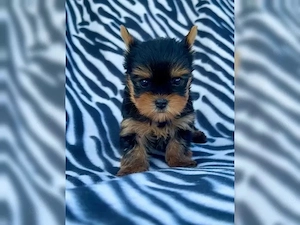 Sweet Yorkshire terrier mini welpen