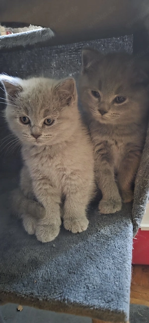 BKH Kitten 