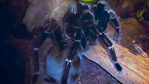 Vogelspinne 0.1  