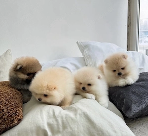 Pomeranian Zwergspitz welpen