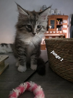 Wunderschöne Maine Coons 