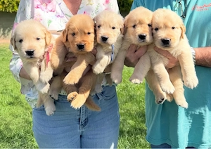 Sweet Golden Retriever Welpen