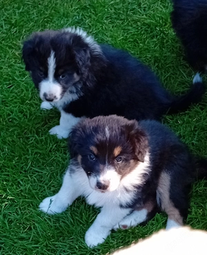 Australian Shepherd Welpen 