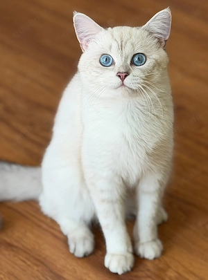 Deckkater Stammbaum blauen Augen BKH Farbe seal-silver-shaded-point ns 11 33
