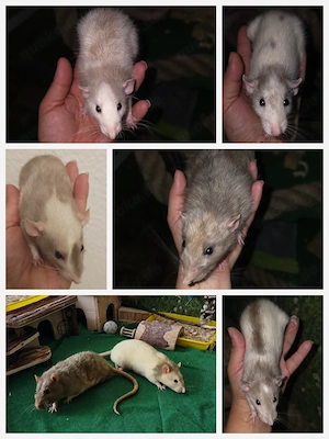 Wundervoll aufgeweckte und neugierige Ratten suchen liebevolles Zuhause 