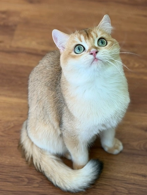 Deckkater Stammbaum grünen Augen BKH by 12 chocolate golden shell