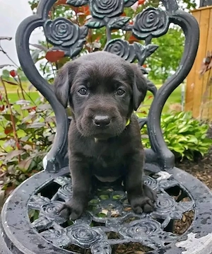 Labrador-Welpen