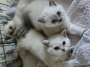 British Kurzhaar Kitten in creme