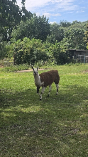Alpaka Lama Hengst 
