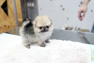  Reinrassig Zwergspitz Pomeranian