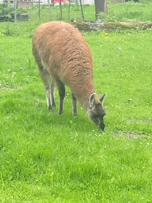 Lama Stute