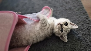 BKH Kitten Abgabebereit 