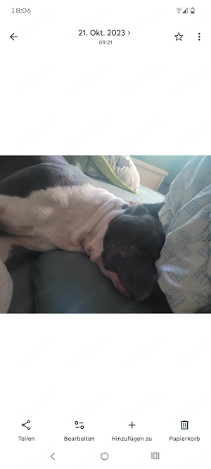 Hund aus privaten Gründen abzugeben