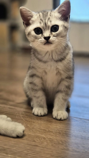 BKH Kitten