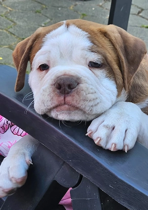 Old English Bulldog Welpe     OEB Welpe