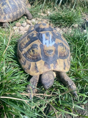 griechische Landschildkröten dame  Bild 4