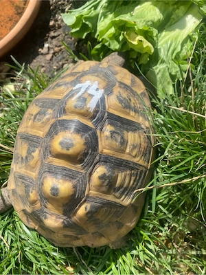 griechische Landschildkröten dame  Bild 3